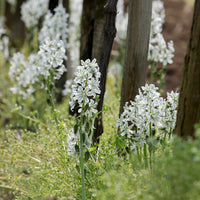 Kaapse Vogelmelk - Ornithogalum Saundersiae - Bakker