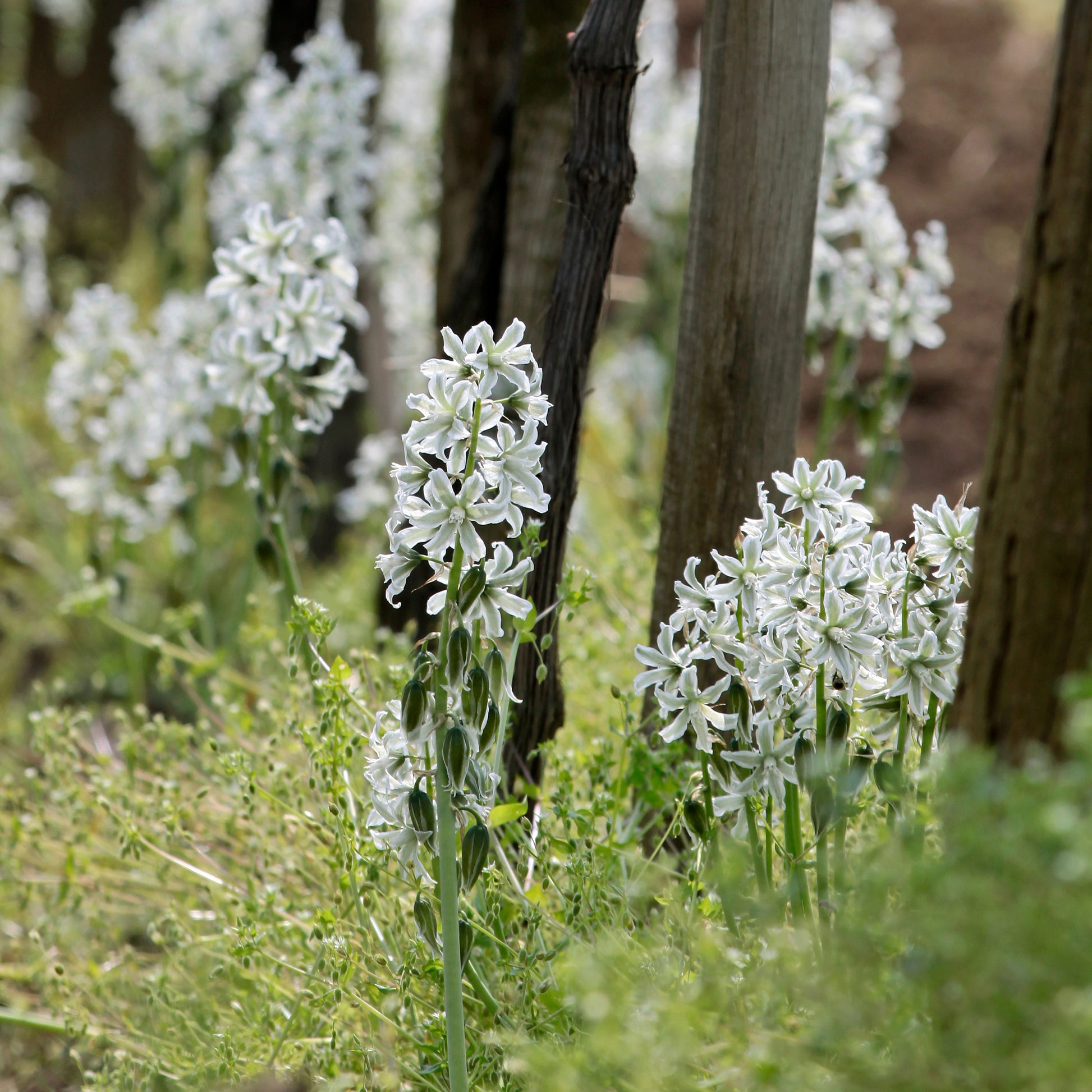 Kaapse Vogelmelk - Ornithogalum Saundersiae - Bakker