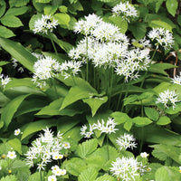 Wilde knoflook - Allium ursinum - Bakker