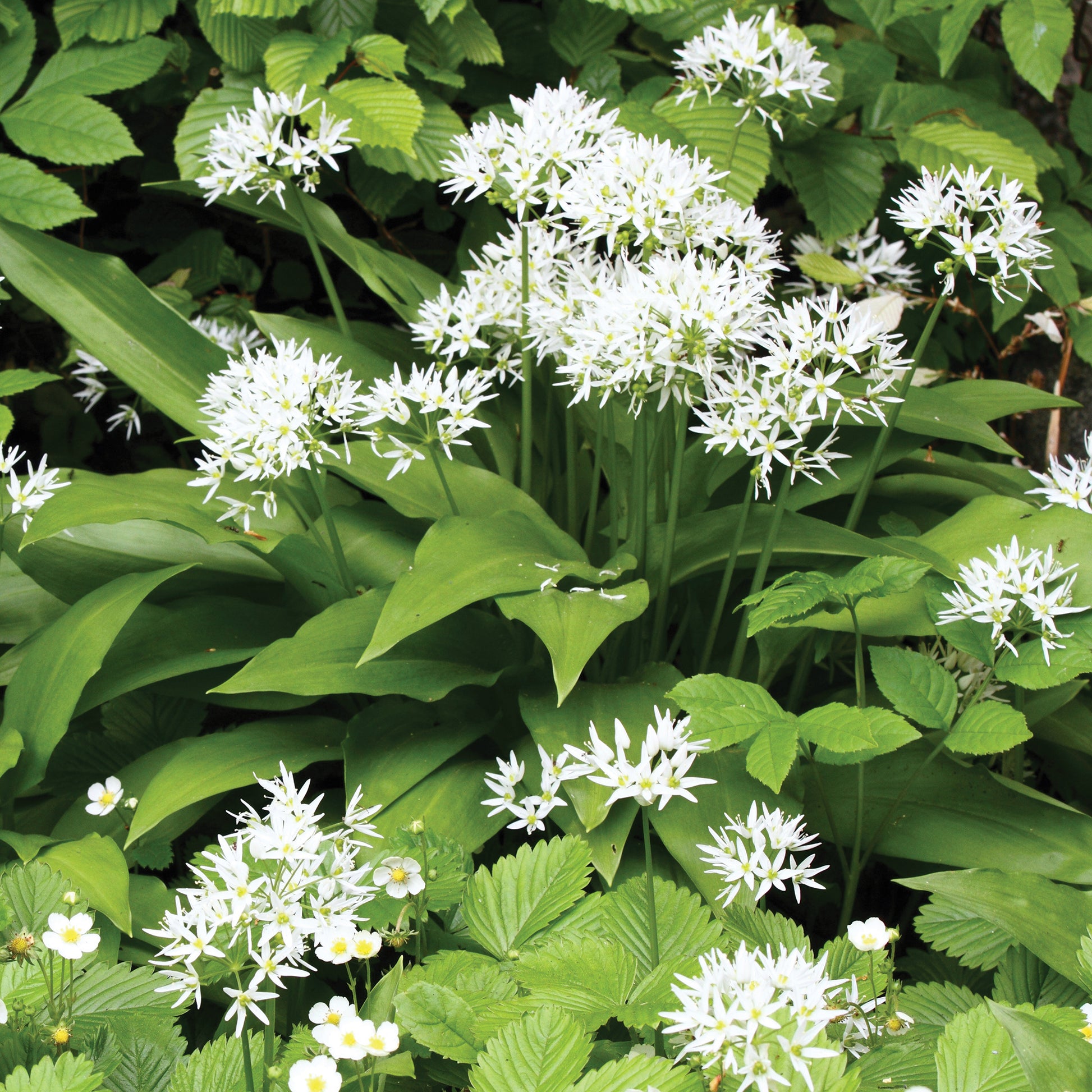 Wilde knoflook - Allium ursinum - Bakker