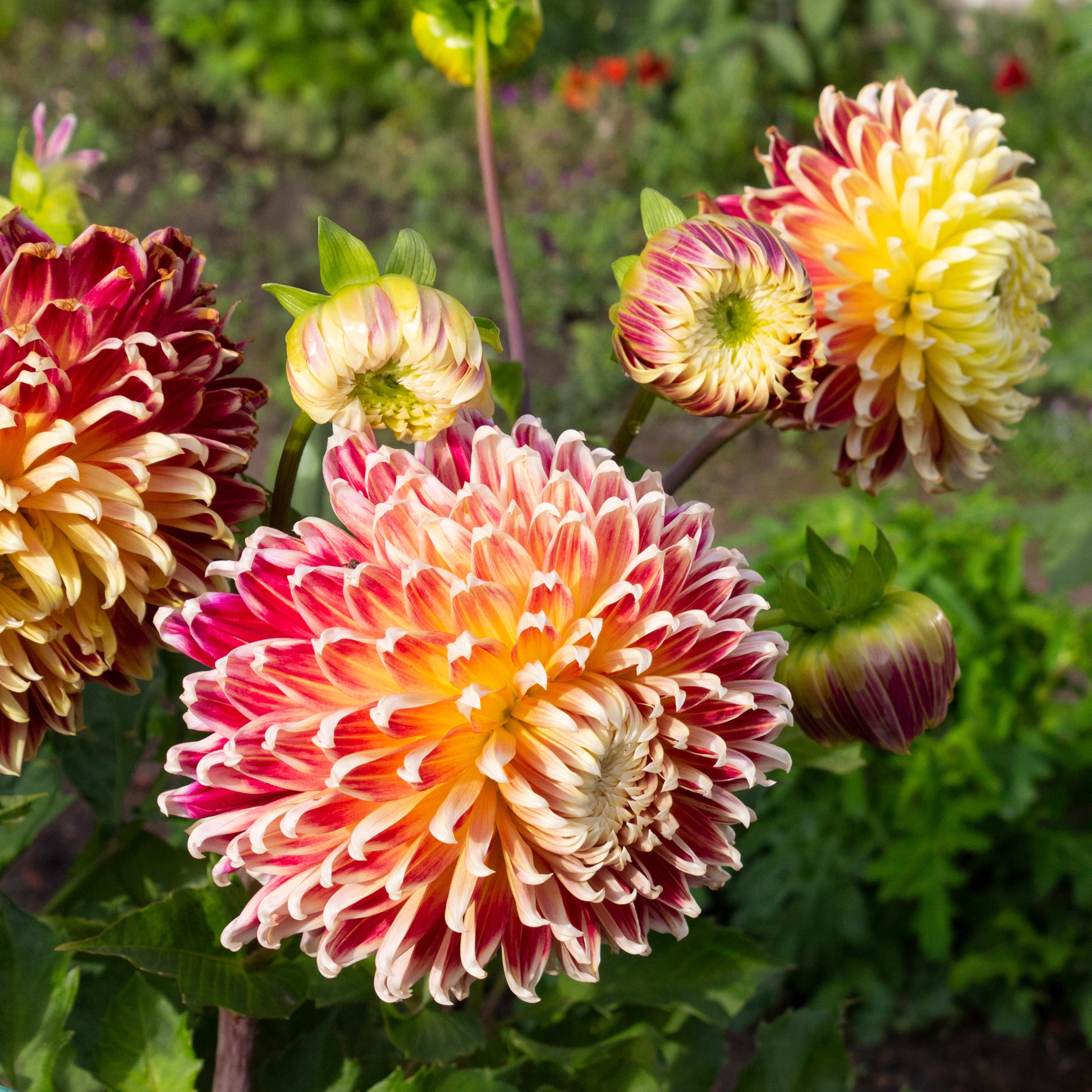 Dahlia Akita - Dahlia akita - Bakker