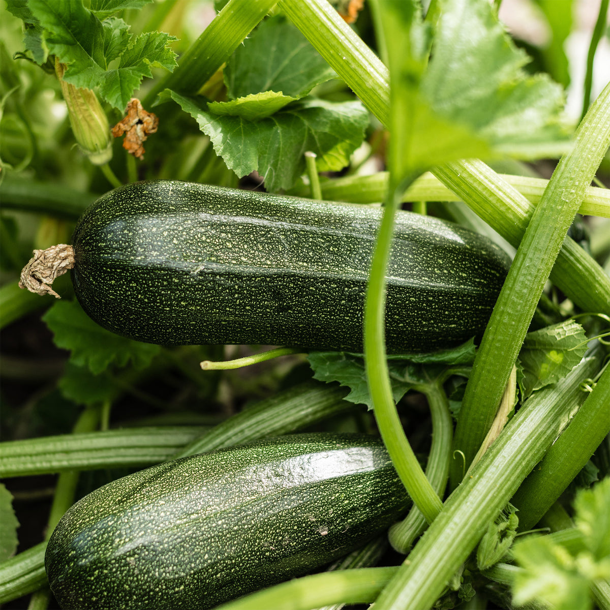 Courgette 'Storr's Green F1' - Bakker