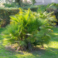 Chamaerops humilis - Tuin palmboom - Palmen