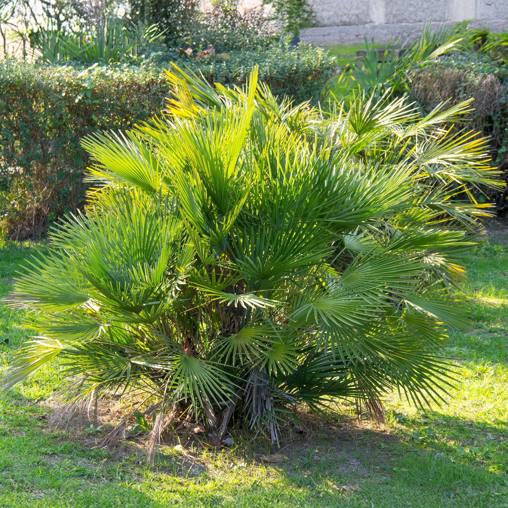 Chamaerops humilis - Tuin palmboom - Palmen