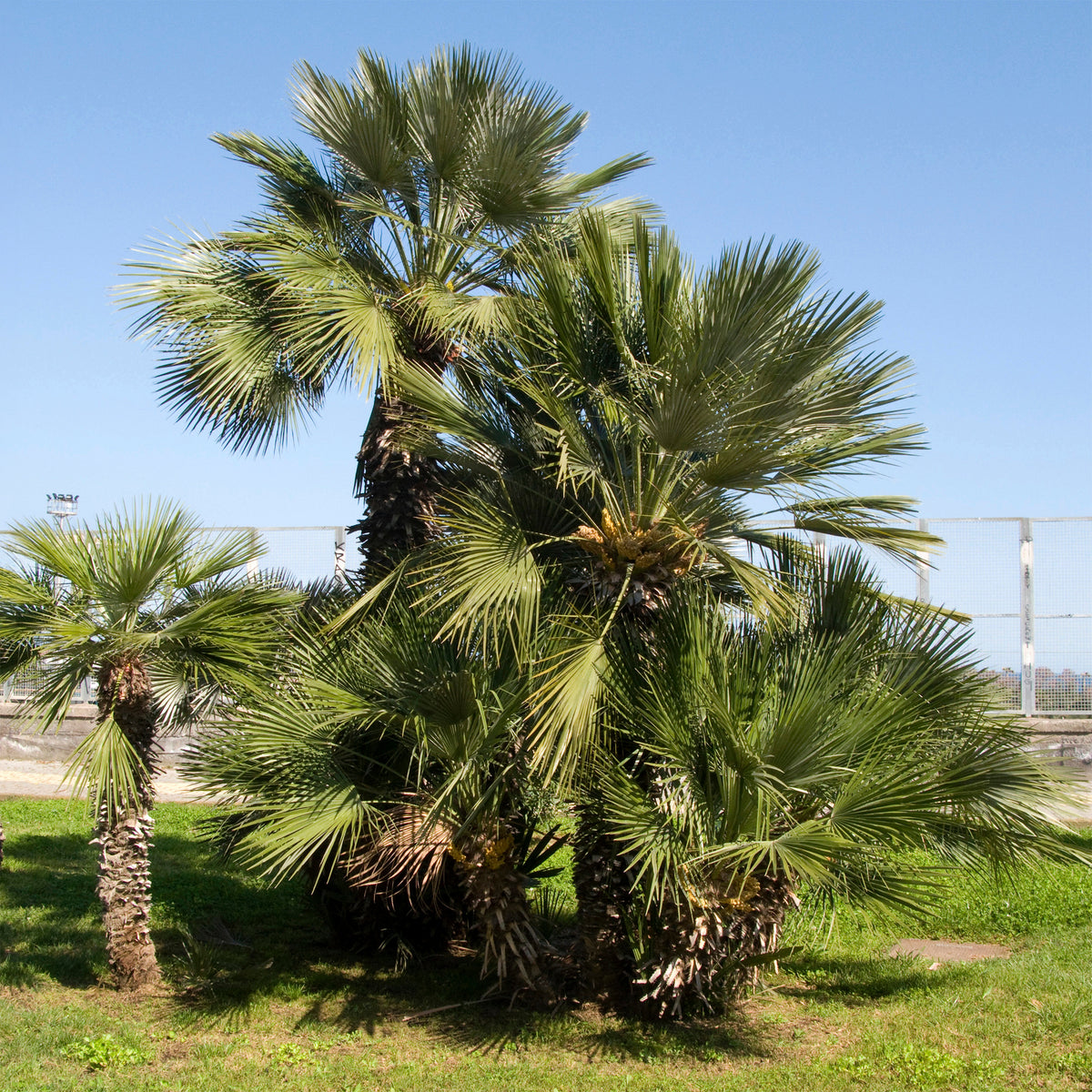 Tuin palmboom - Bakker