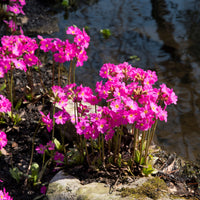 Sleutelbloem rood - Primula rosea grandiflora - Bakker