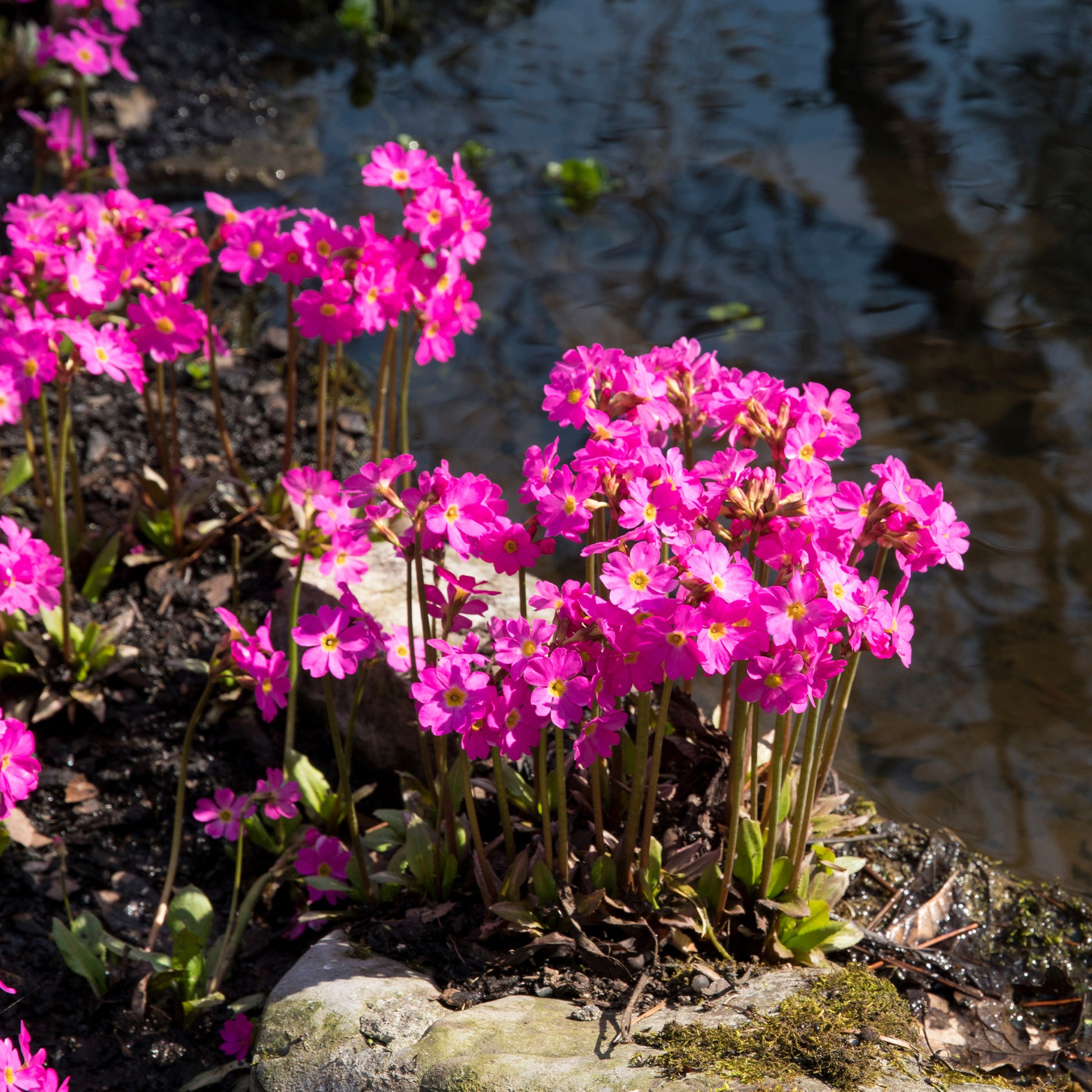 Sleutelbloem rood - Primula rosea grandiflora - Bakker