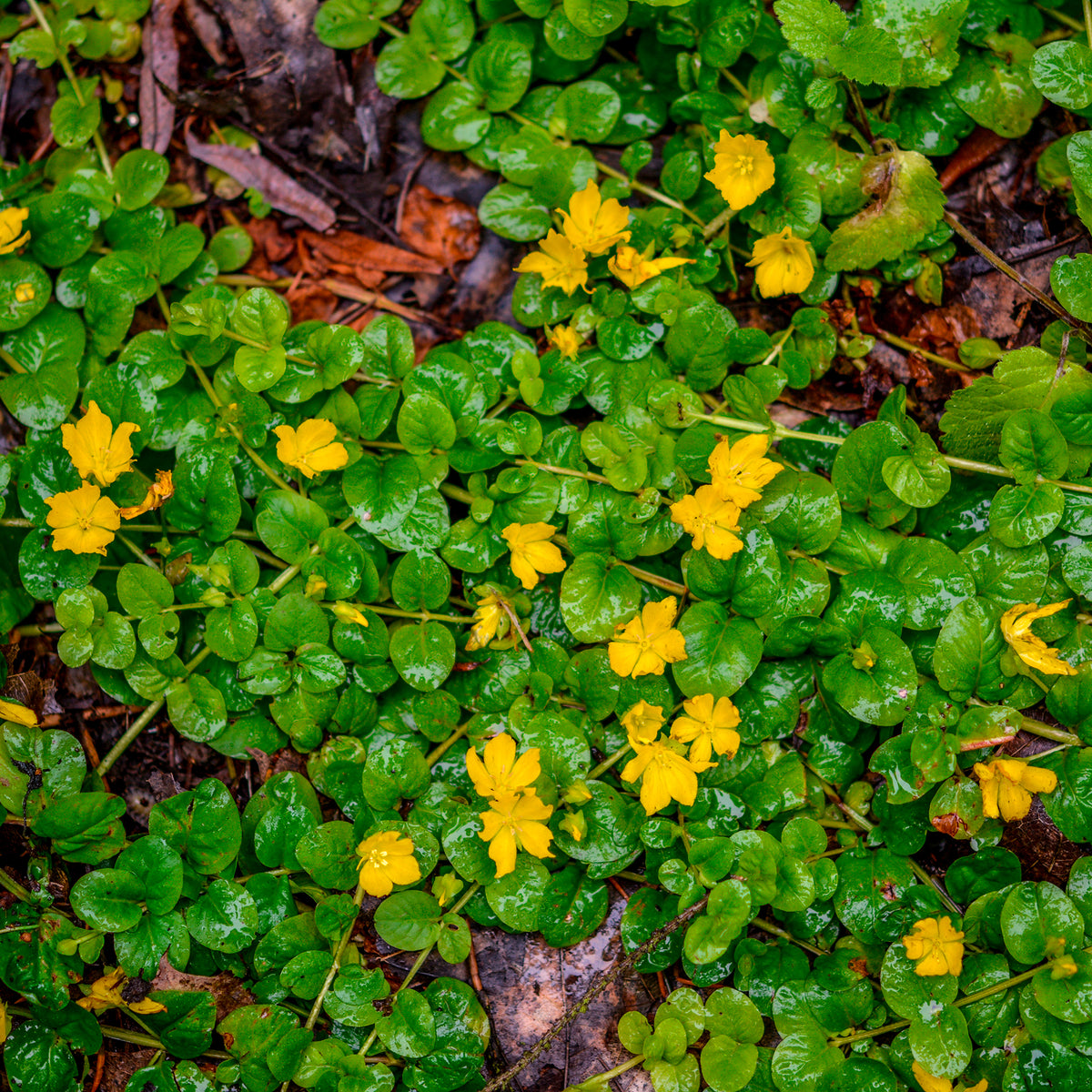 Lysimachia nummularia - Penningkruid - Alle vijverplanten