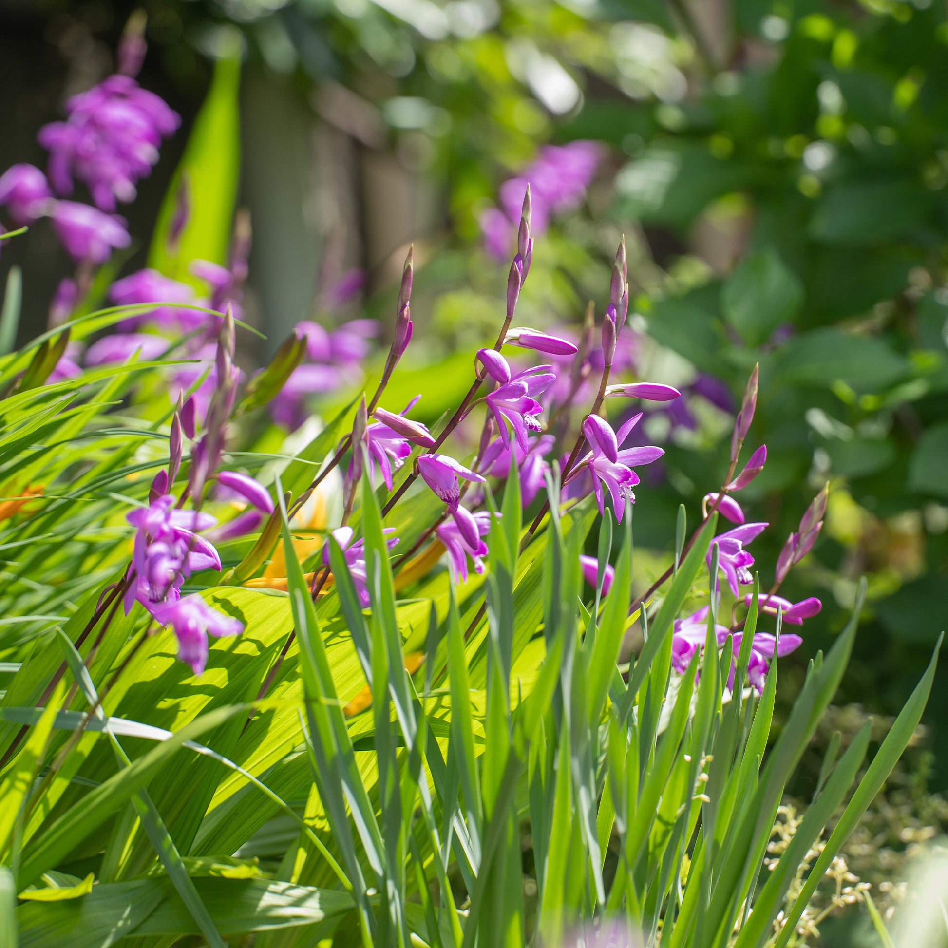 Hyacint Orchidee - Bakker