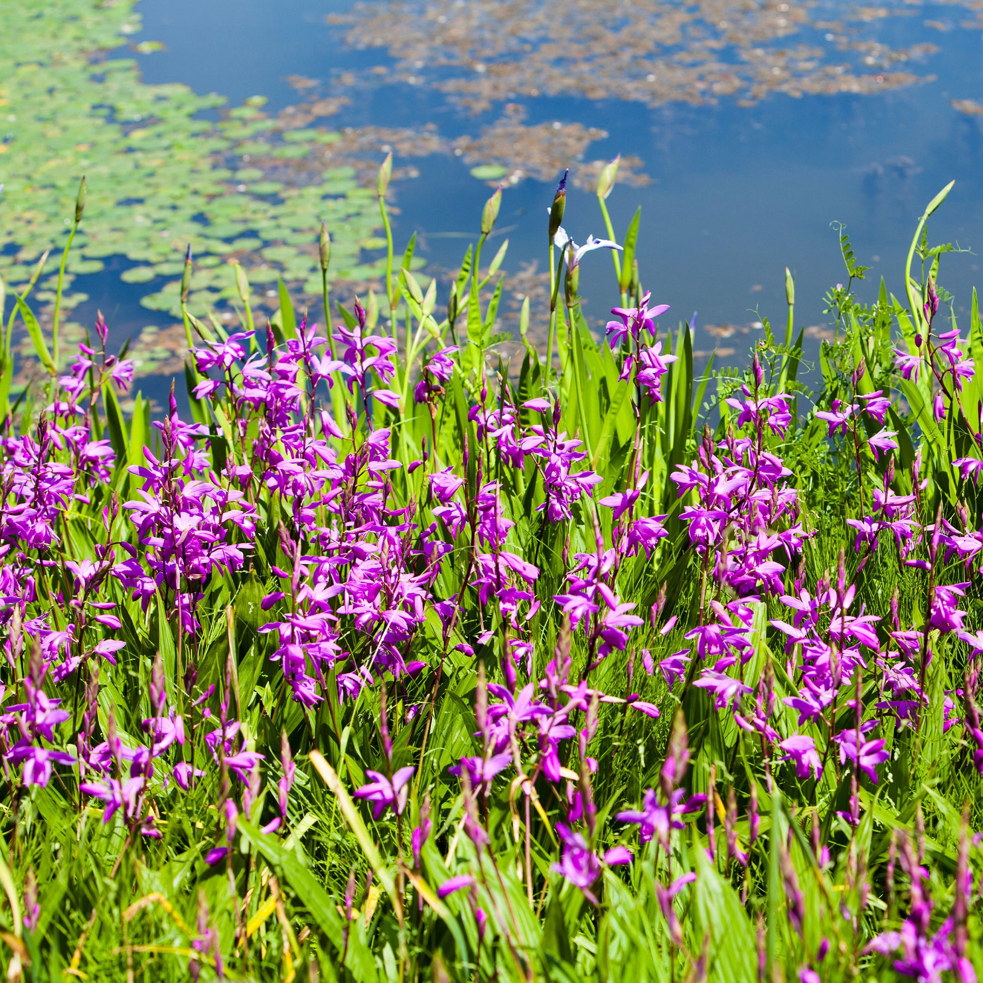 Alle vijverplanten - Hyacint Orchidee - Bletilla striata