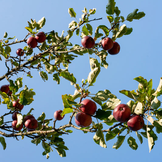 Appelboom 'Baya Marisa'