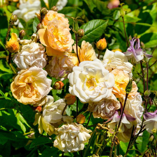 Roos 'Ghislaine de Féligonde' - Bakker