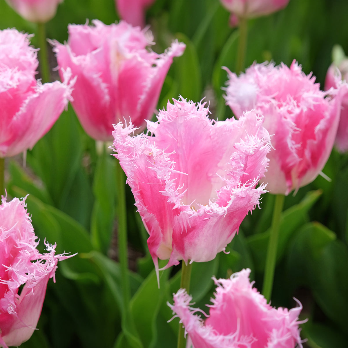 Gefranjerde tulp Huis ten Bosch (x20)