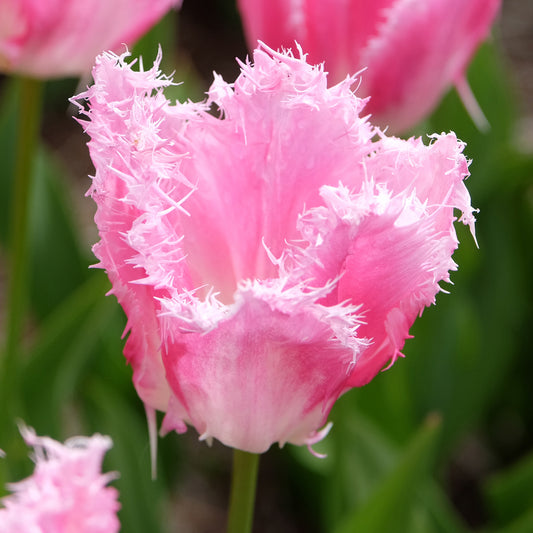 Gefranjerde tulp Huis ten Bosch (x20)
