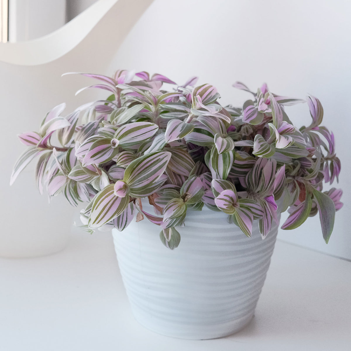 Tradescantia zebrina - Bakker