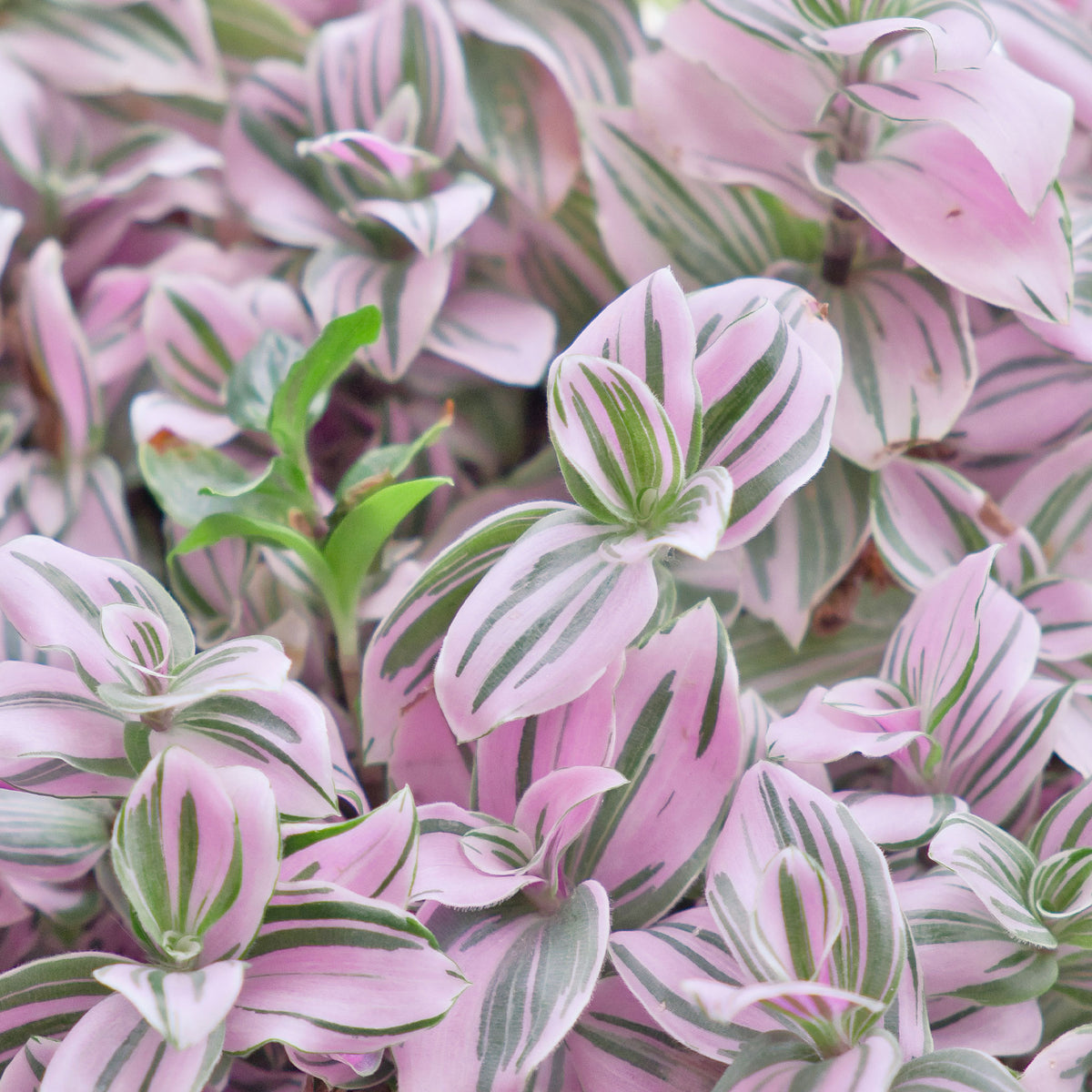 Tradescantia zebrina - Tradescantia Nanouk - Bakker
