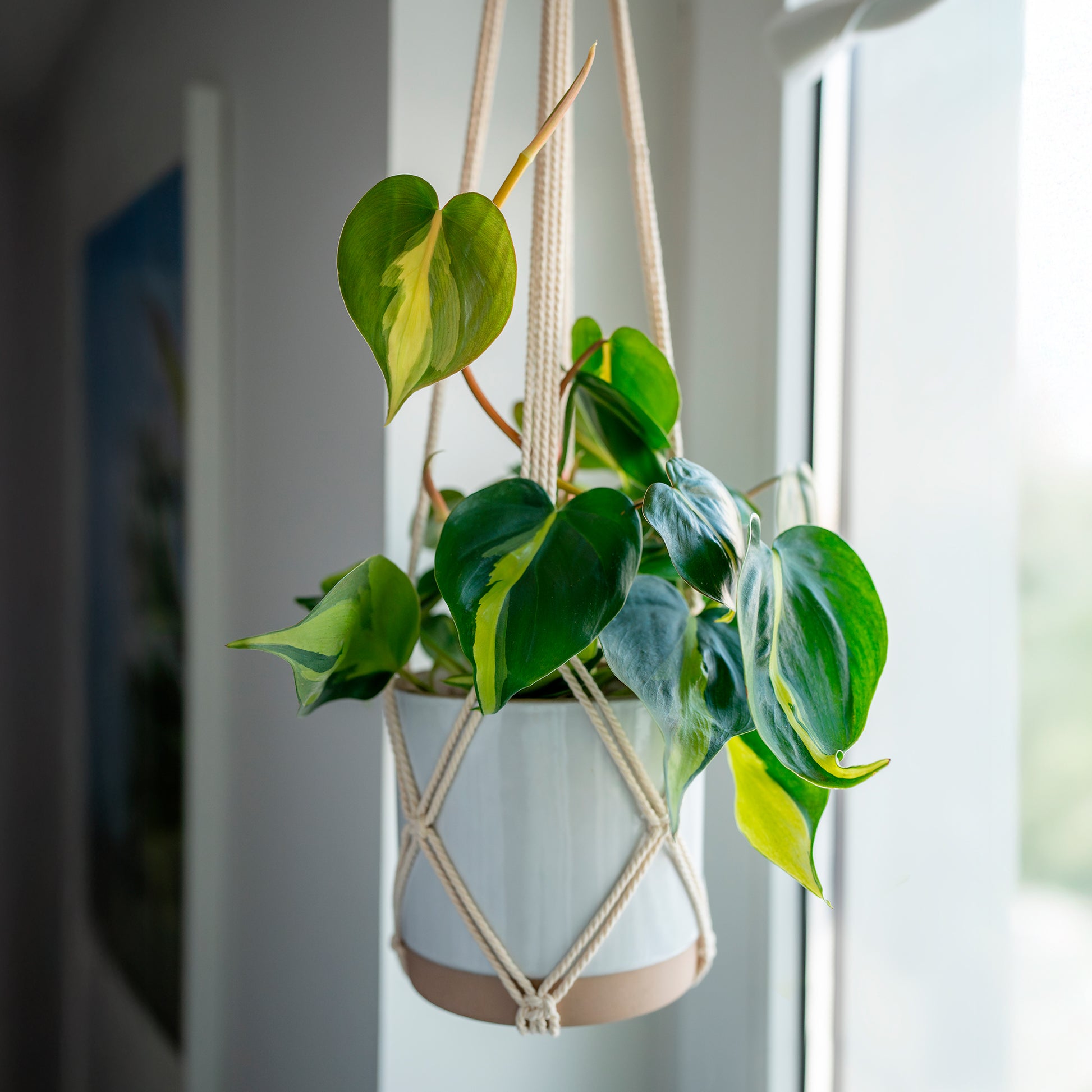 Philodendron Monstera Brasil - Philodendron scandens Brasil - Bakker