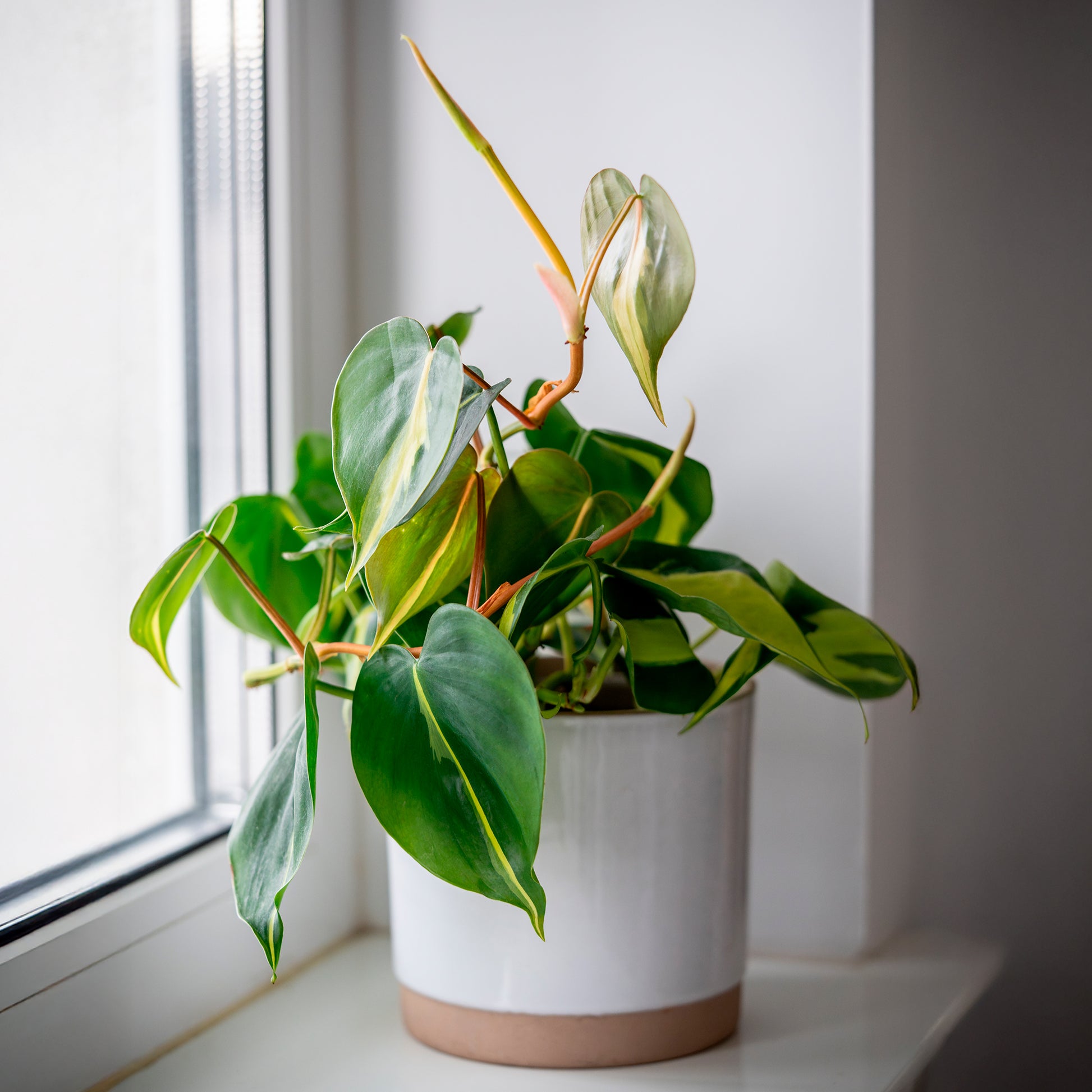 philodendron hangplant stekken Philodendron Monstera Brasil - Philodendron scandens Brasil