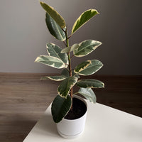 Tineke Rubberplant - Ficus elastica Tineke - Bakker