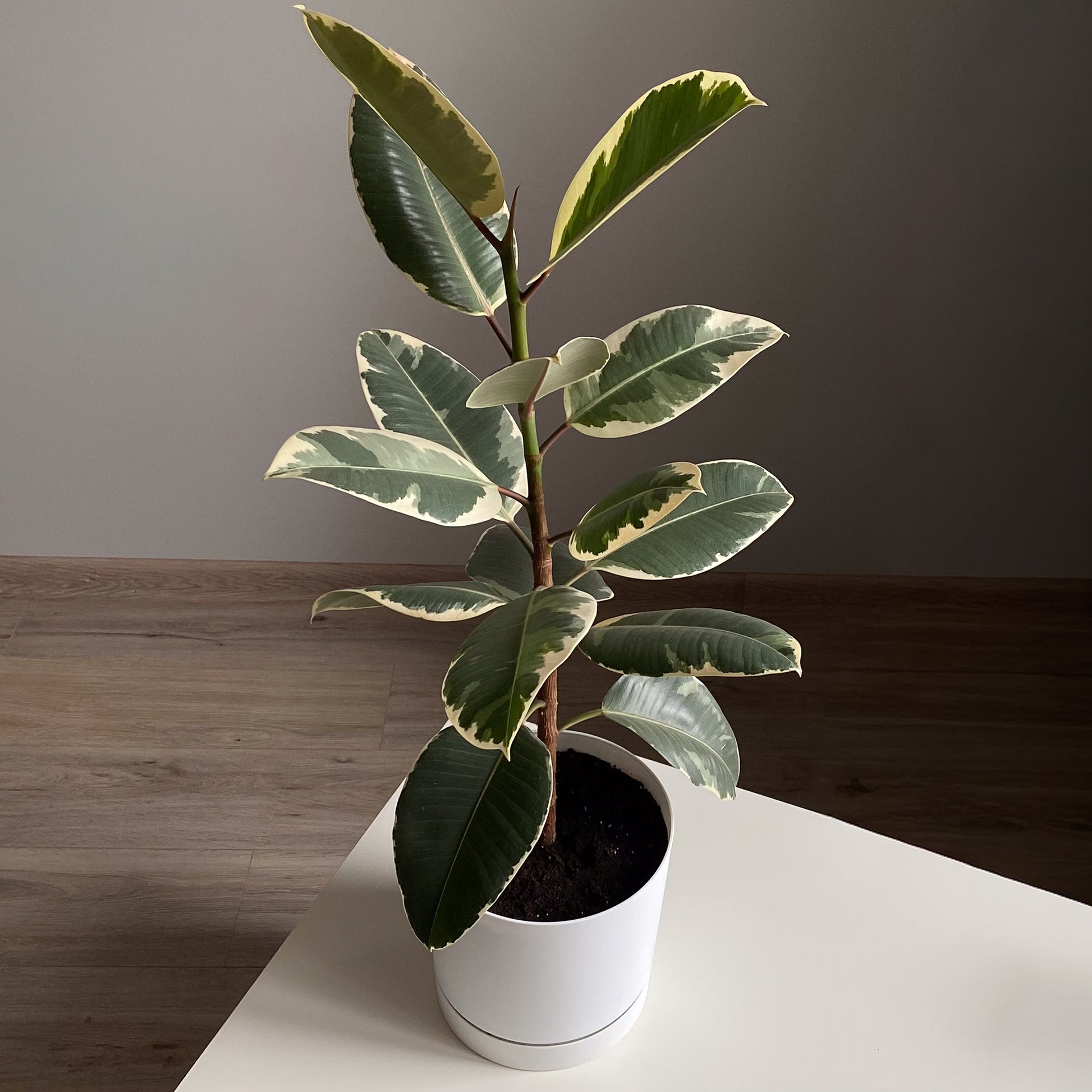 Tineke Rubberplant - Ficus elastica Tineke - Bakker