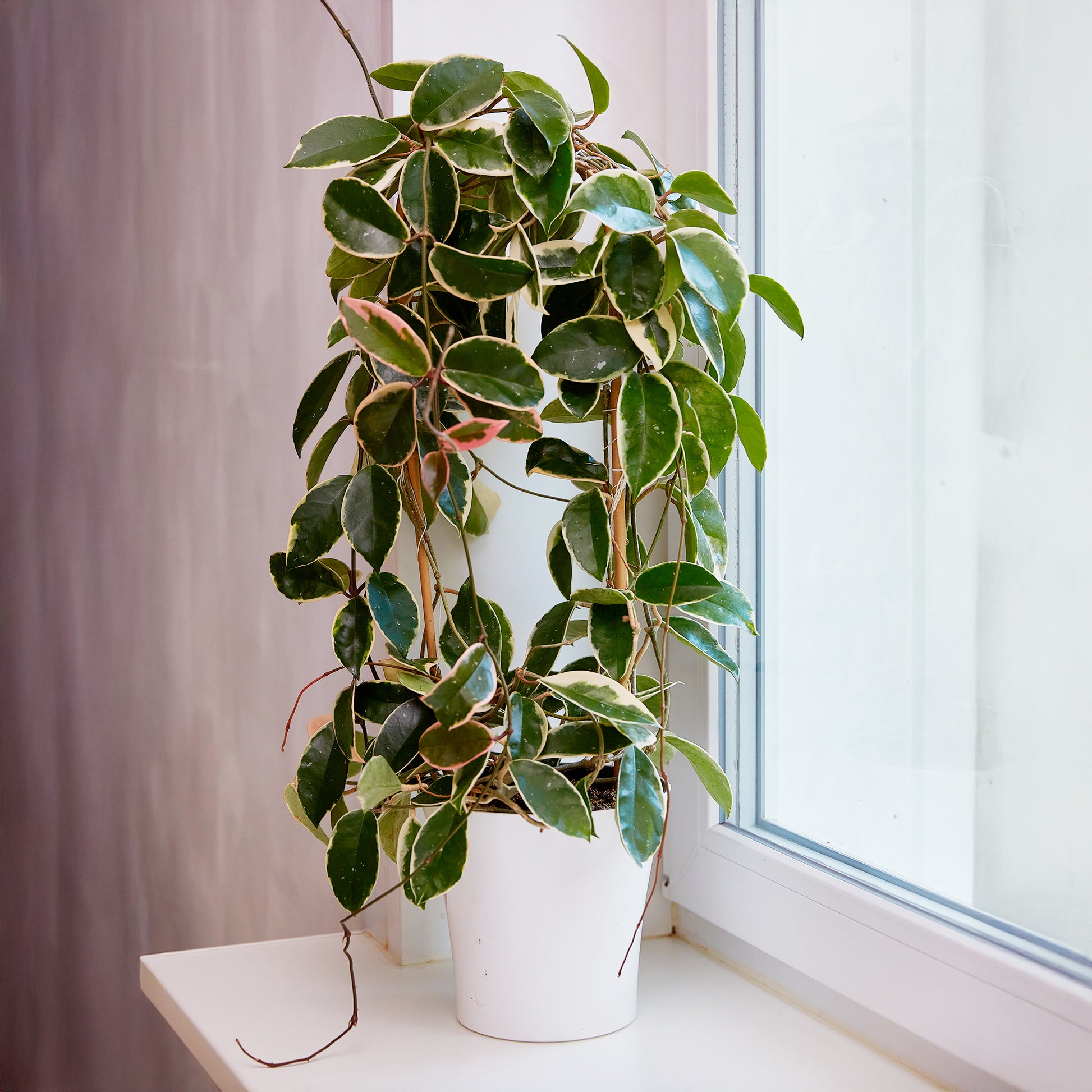 Hoya carnosa Krimson Queen - Wasplant - Hangplanten voor binnen