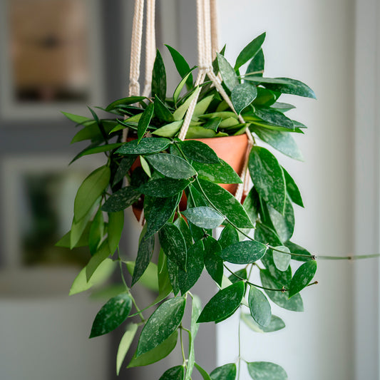 Hoya Gracilis - Bakker