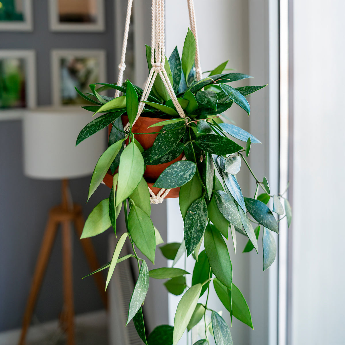 Hangplanten voor binnen - Hoya Gracilis - Hoya carnosa Gracilis