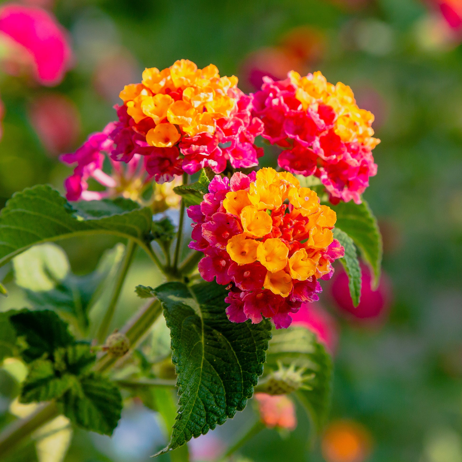 Lantana Passionfruit - 3 Lantana Passievrucht - Balkon- en terrasbloemen