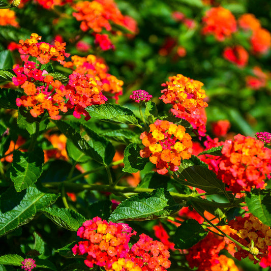 3 Lantana Passievrucht - Bakker