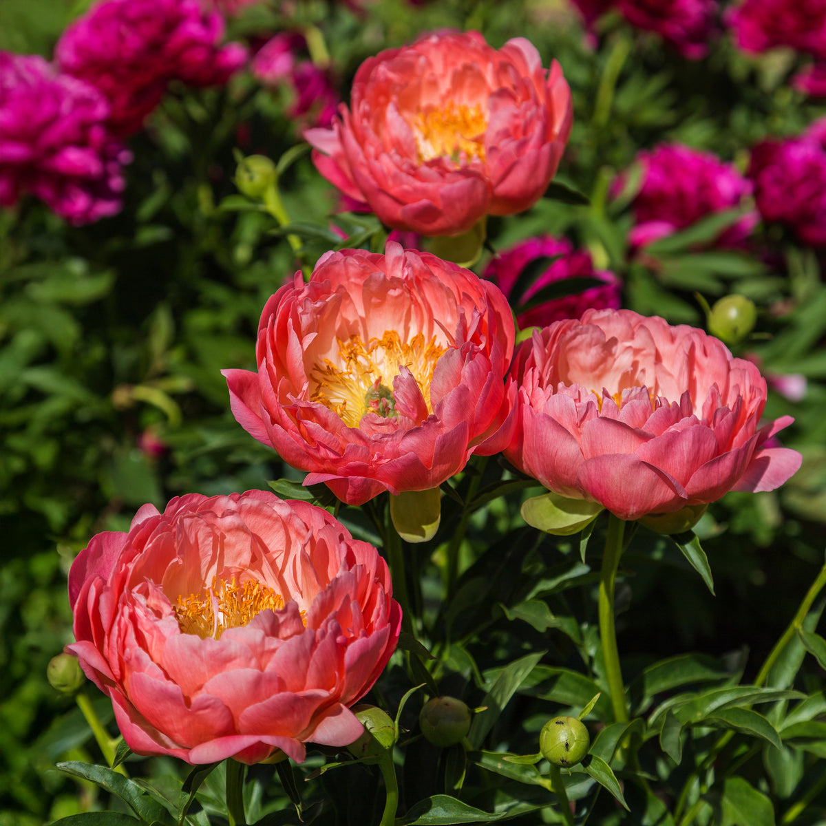 Pioenroos Coral Charm - Paeonia lactiflora Coral Charm - Bakker