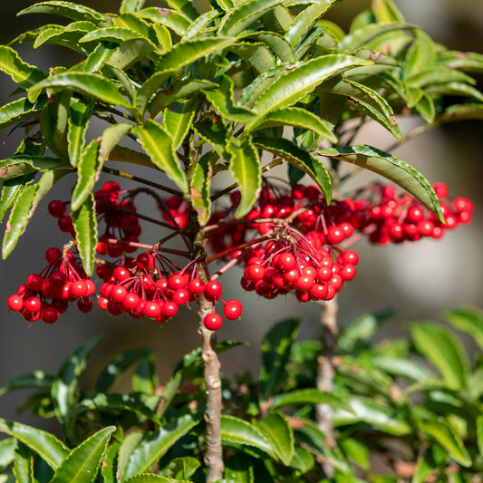 Koraalbes (Christmas berry)