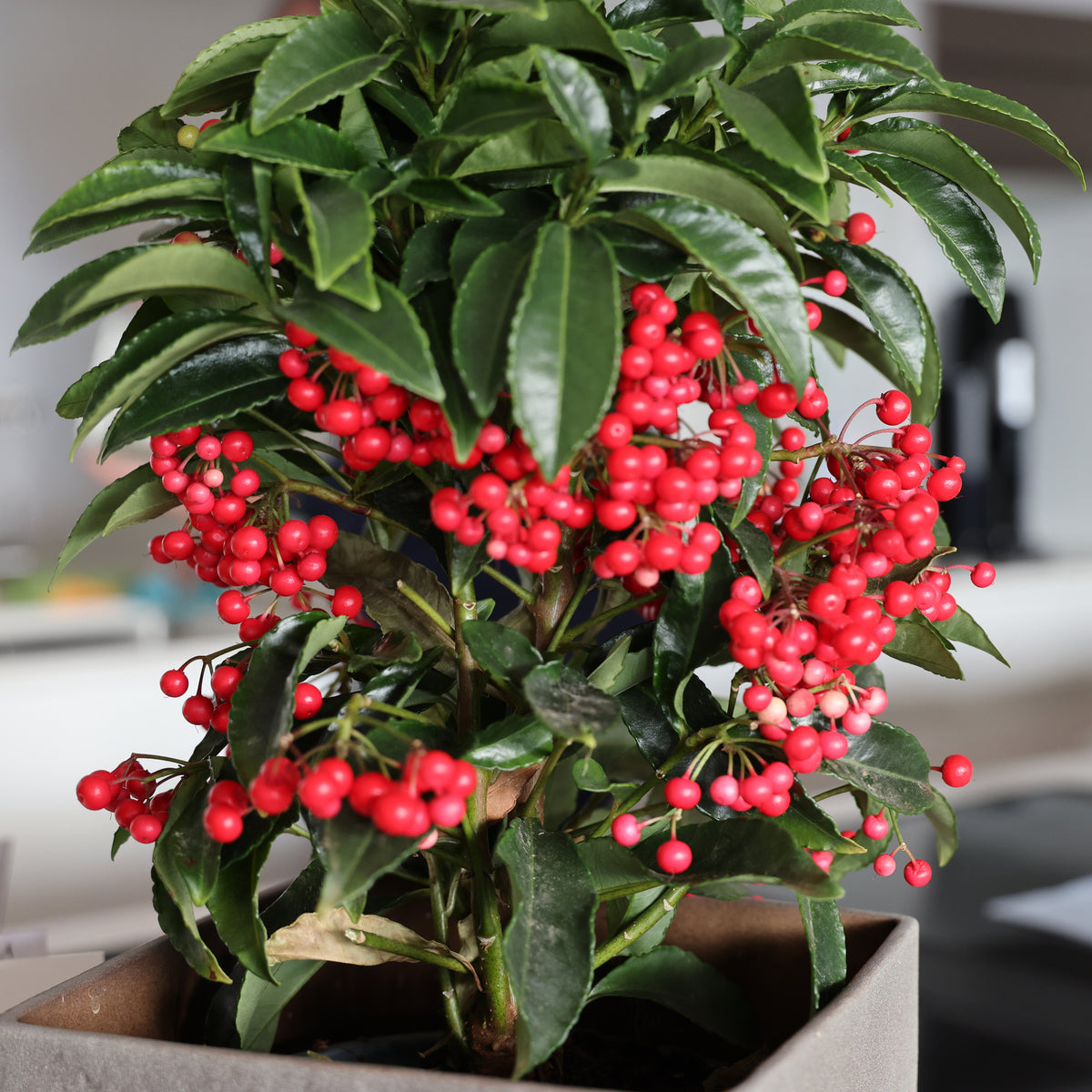 Koraalbes (Christmas berry) - Ardisia crenata - Bakker