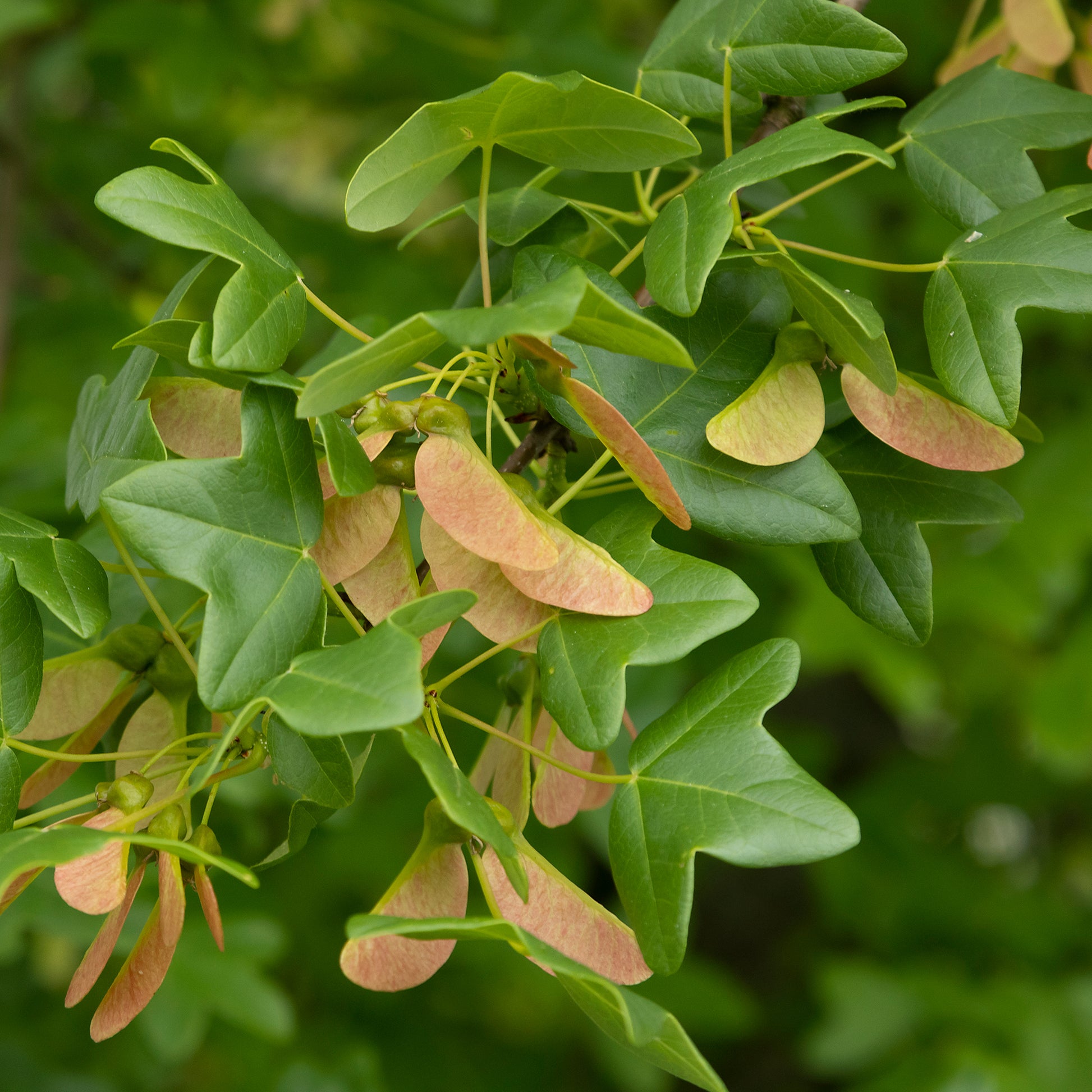 Verkoop Montpellier esdoorn - Acer monspessulanum