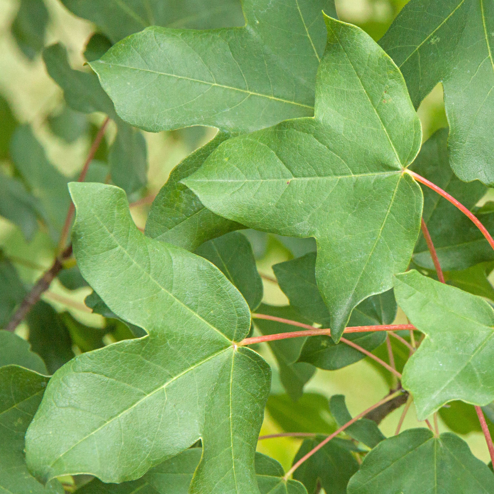  - Montpellier esdoorn - Acer monspessulanum