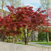 Japanse esdoorn 'Atropurpureum' - Acer palmatum Atropurpureum - Bakker