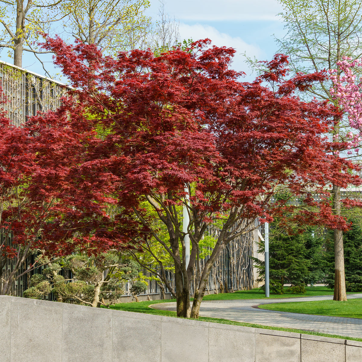 Japanse esdoorn 'Atropurpureum' - Acer palmatum Atropurpureum - Bakker