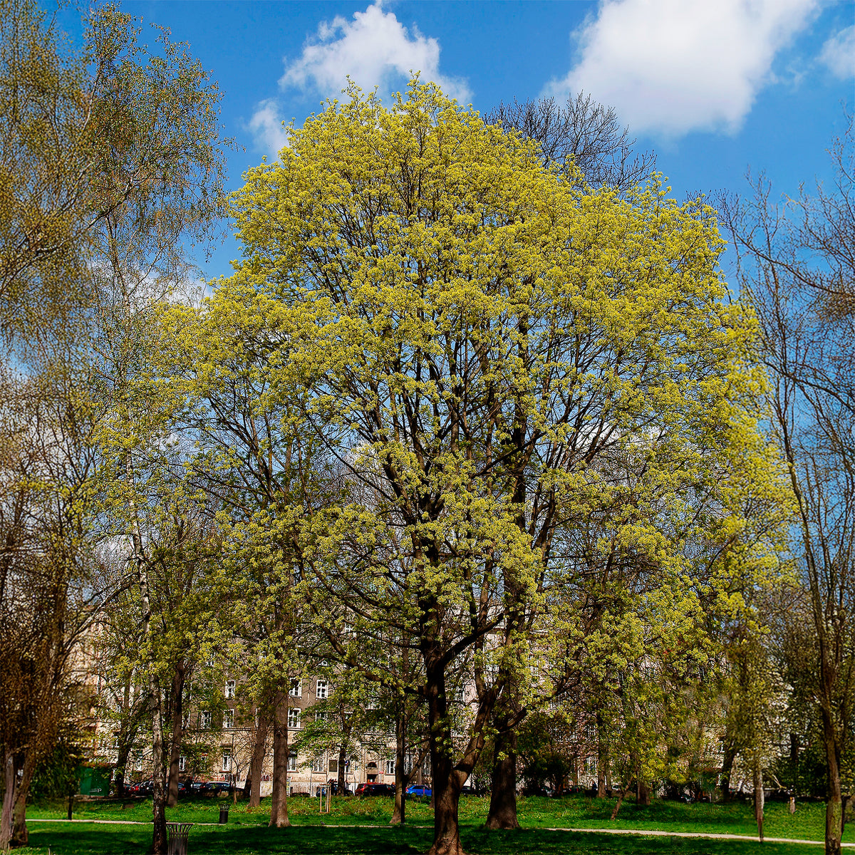 Noorse esdoorn - Bakker