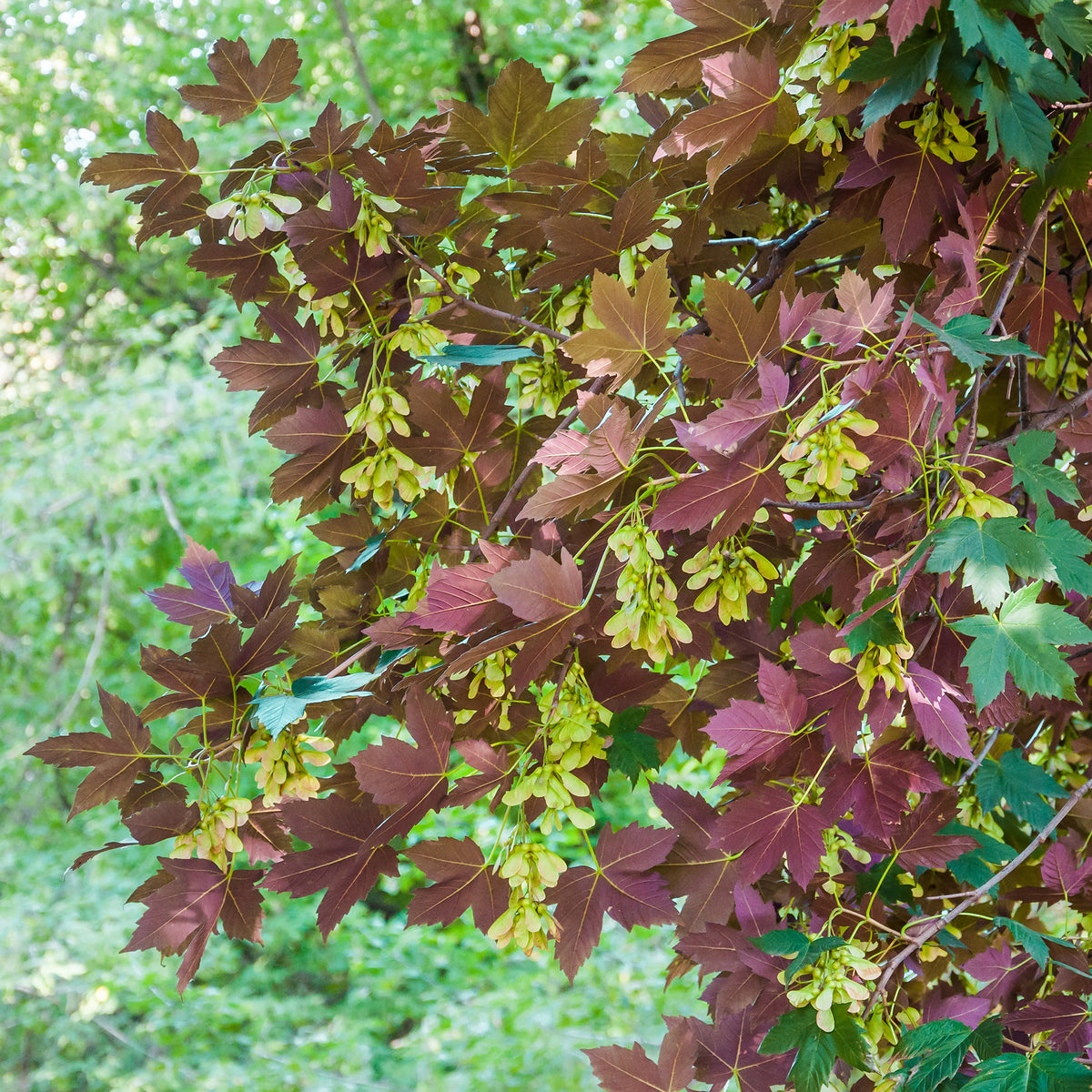 Gewone esdoorn Atropurpureum - Acer pseudoplatanus Atropurpureum - Bakker