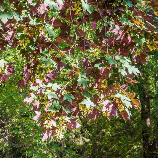 Gewone esdoorn Atropurpureum - Bakker