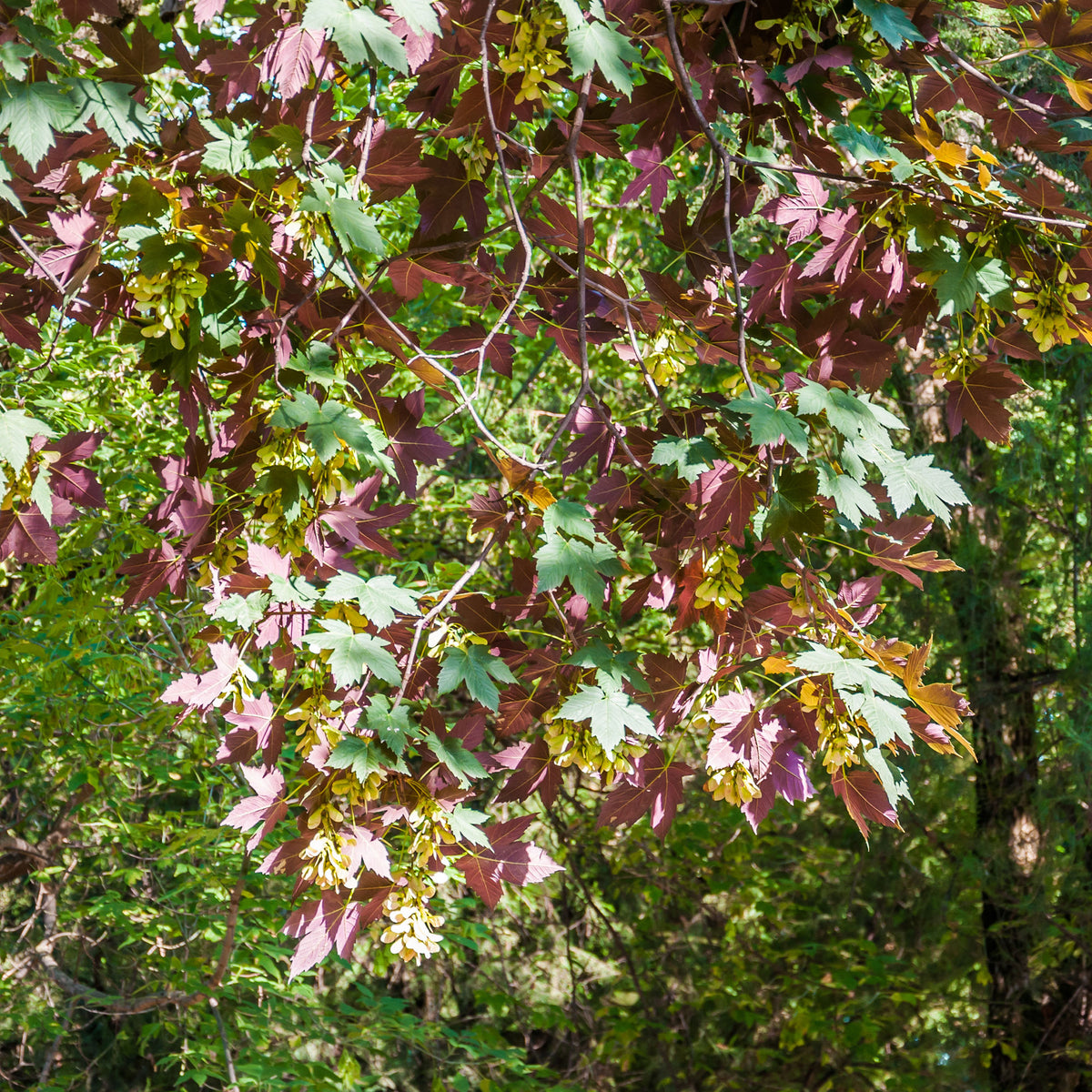 Gewone esdoorn Atropurpureum - Bakker