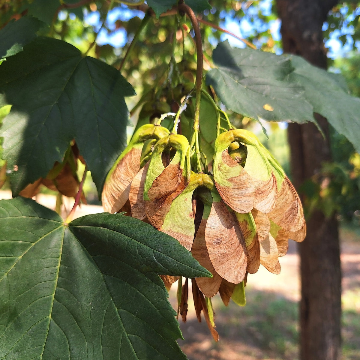 Acer pseudoplatanus - Gewone esdoorn - Esdoorn