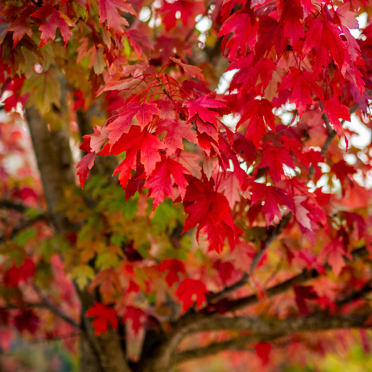 Zilveresdoorn - Acer saccharinum - Bakker