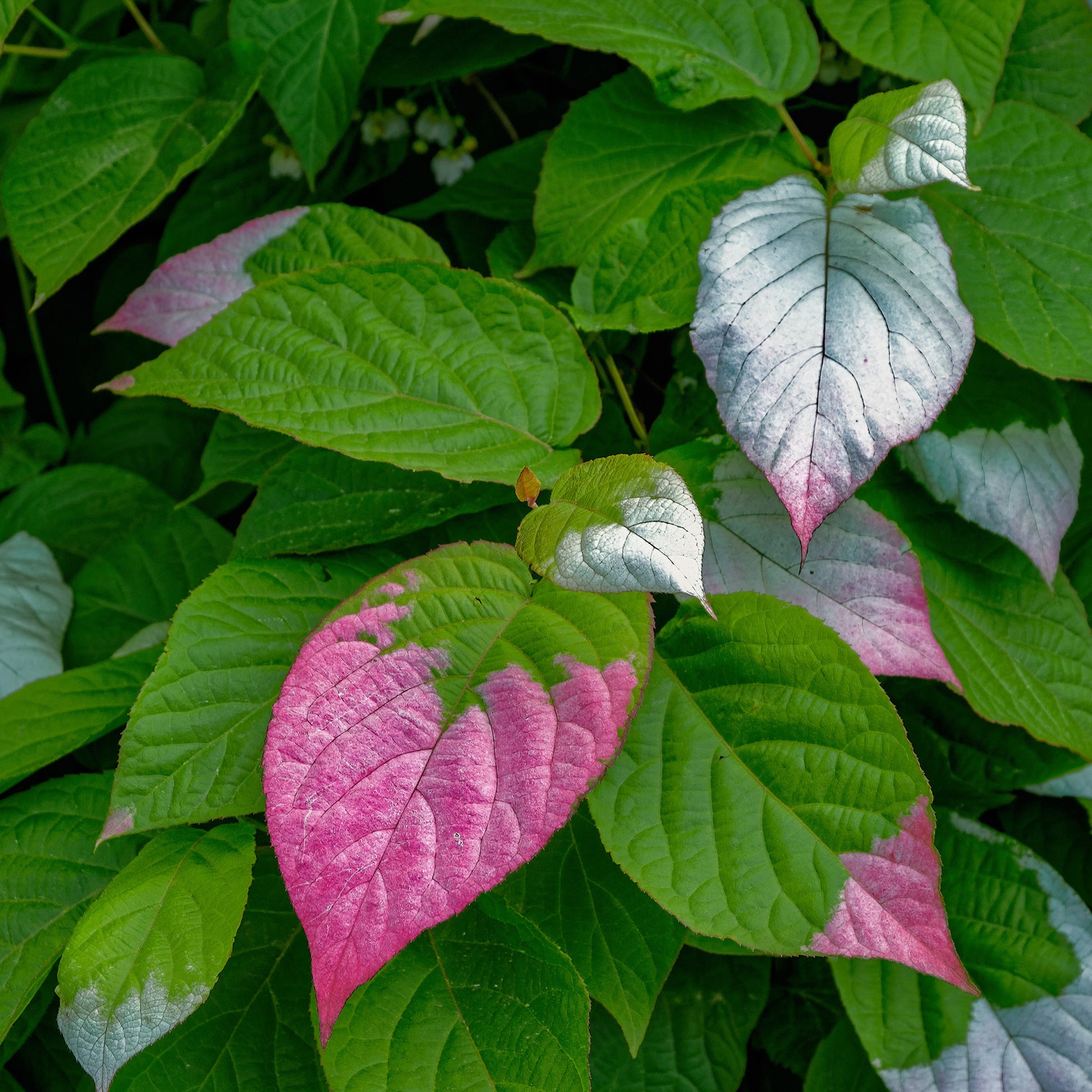 Klimplanten - Sierkiwi Arctisch - Actinidia kolomikta