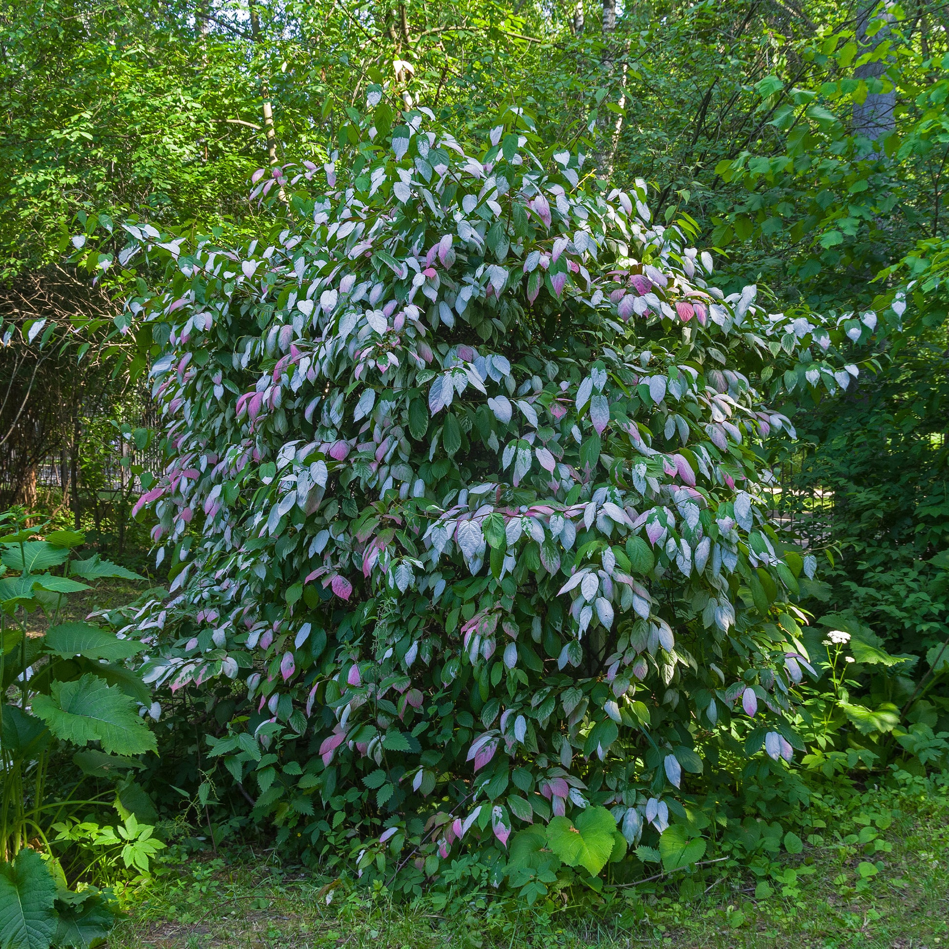 Actinidia kolomikta - Sierkiwi Arctisch - Klimplanten