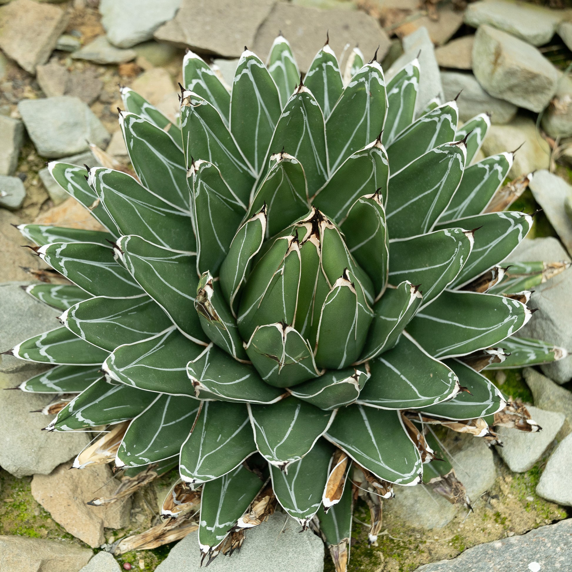 Koningin Victoria agave - Bakker