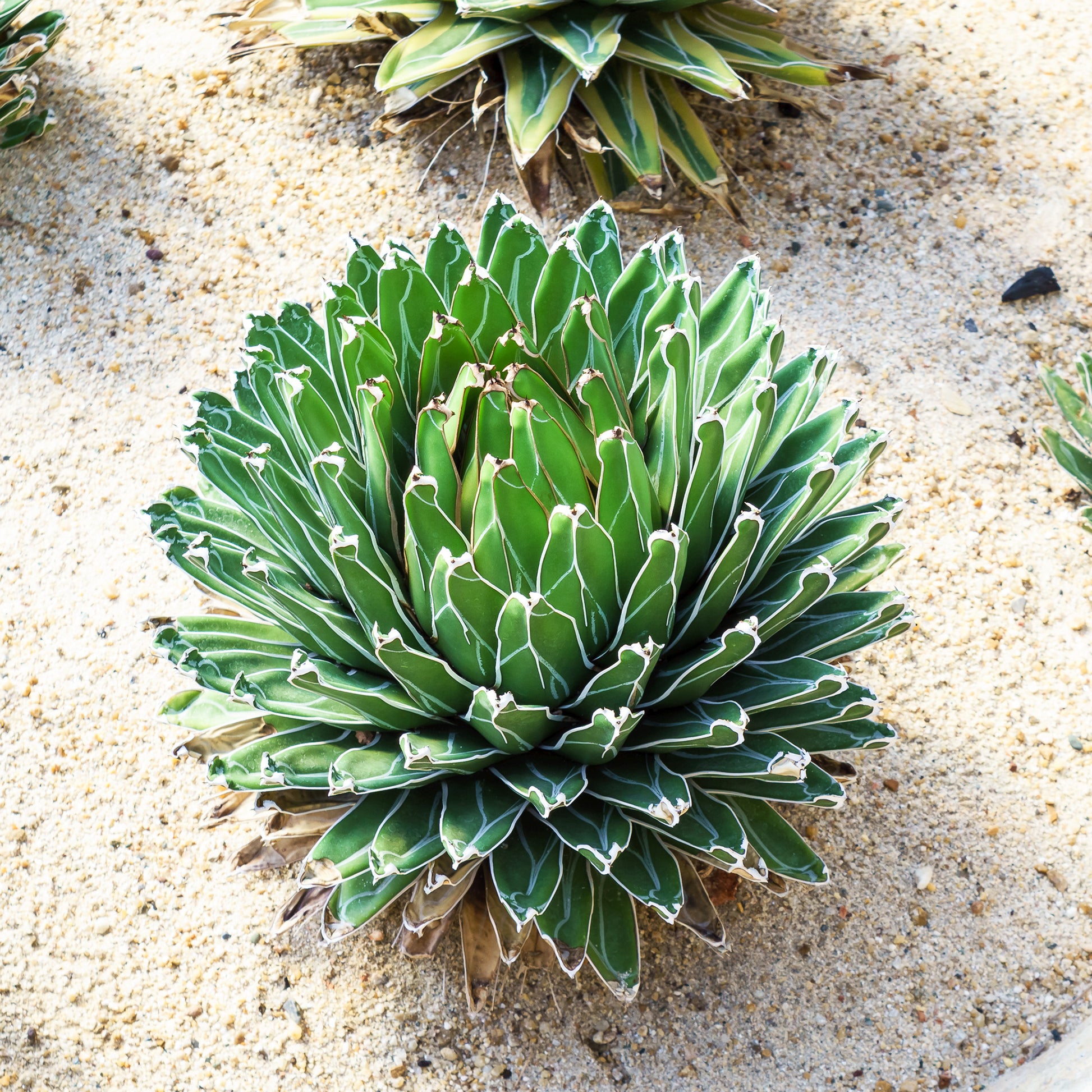 Koningin Victoria agave - Agave victoriae reginae - Bakker