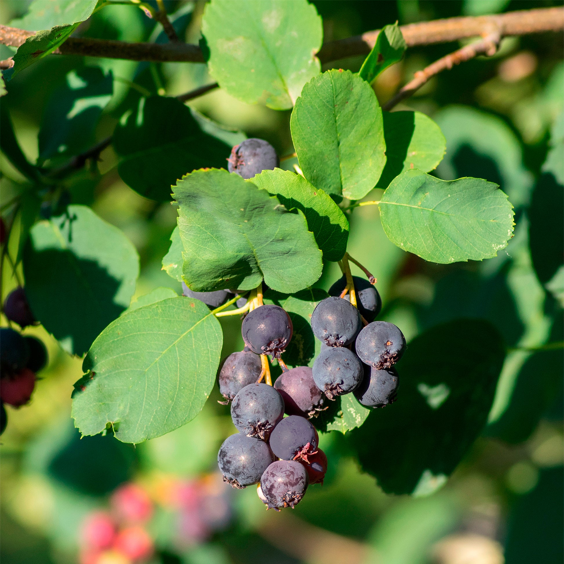 Krentenboompje Northline - Amelanchier alnifolia Northline - Bakker
