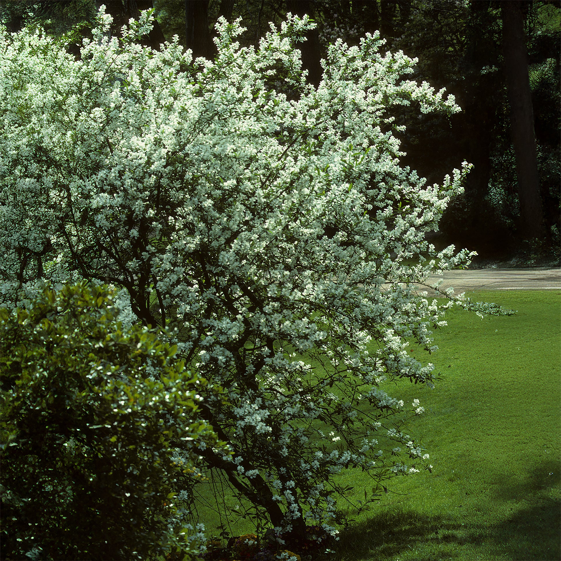 Amelanchier canadensis - Canadese krentenboompje - Bloeiende heesters