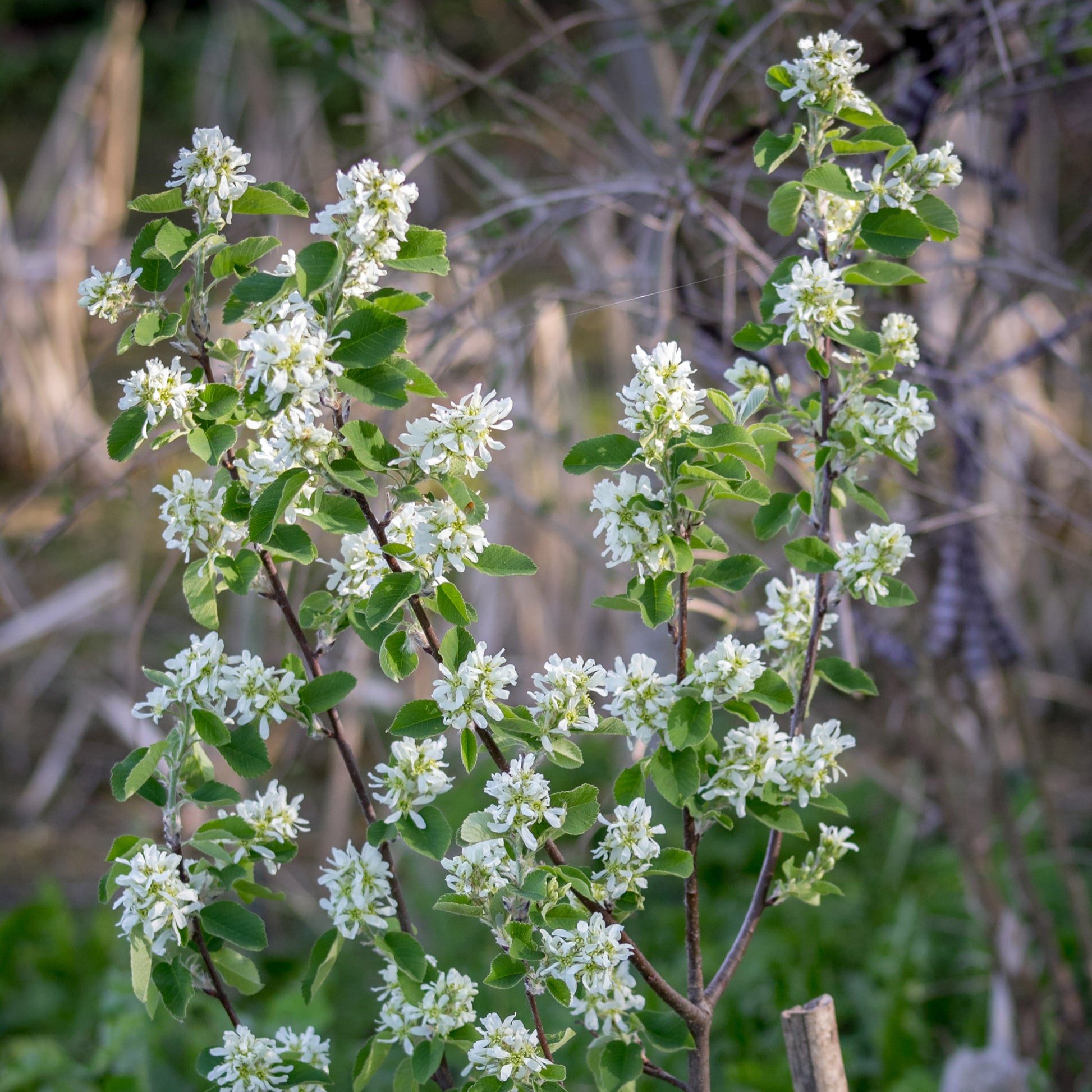 Verkoop Canadese krentenboompje - Amelanchier canadensis