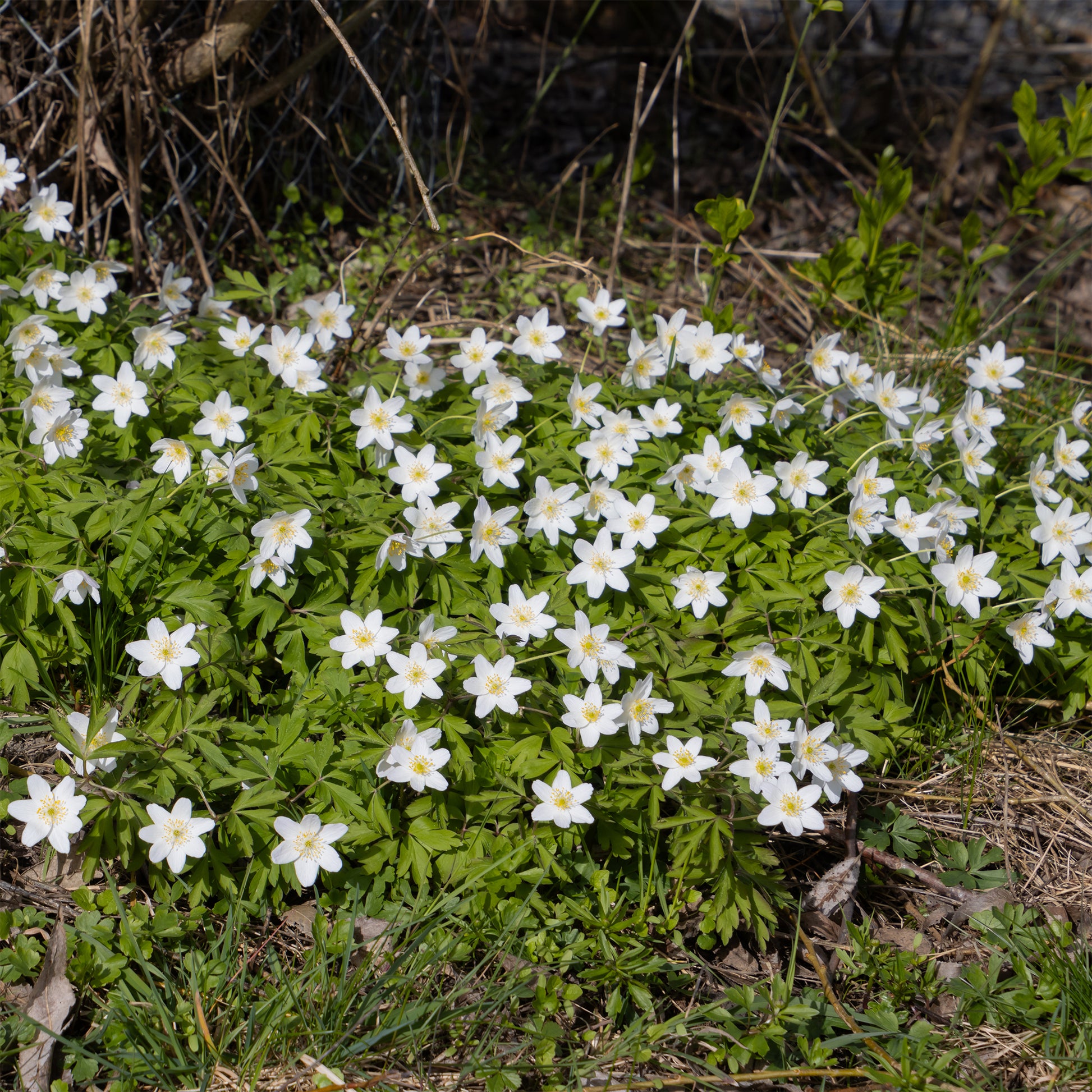 Bosanemoon - Anemone nemorosa - Bakker